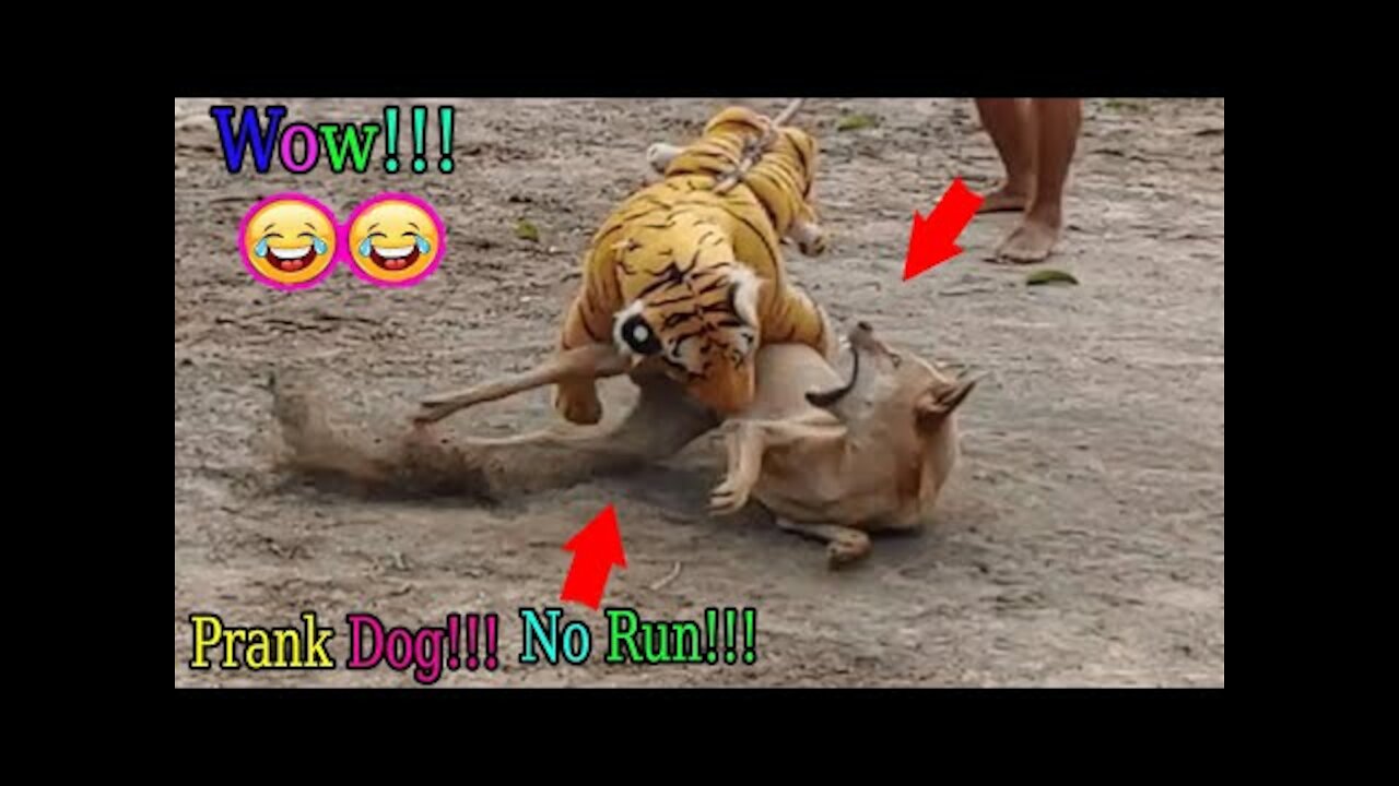 Wow Nice!!! Fake Tiger Prank Dog Run So Very Funny Comedy Pranks|