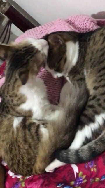 دنیز و دلبر