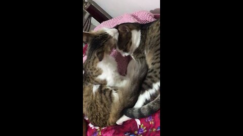 دنیز و دلبر