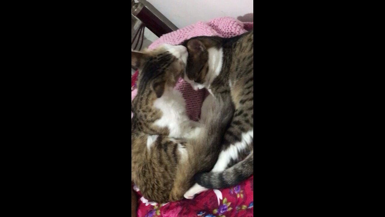 دنیز و دلبر