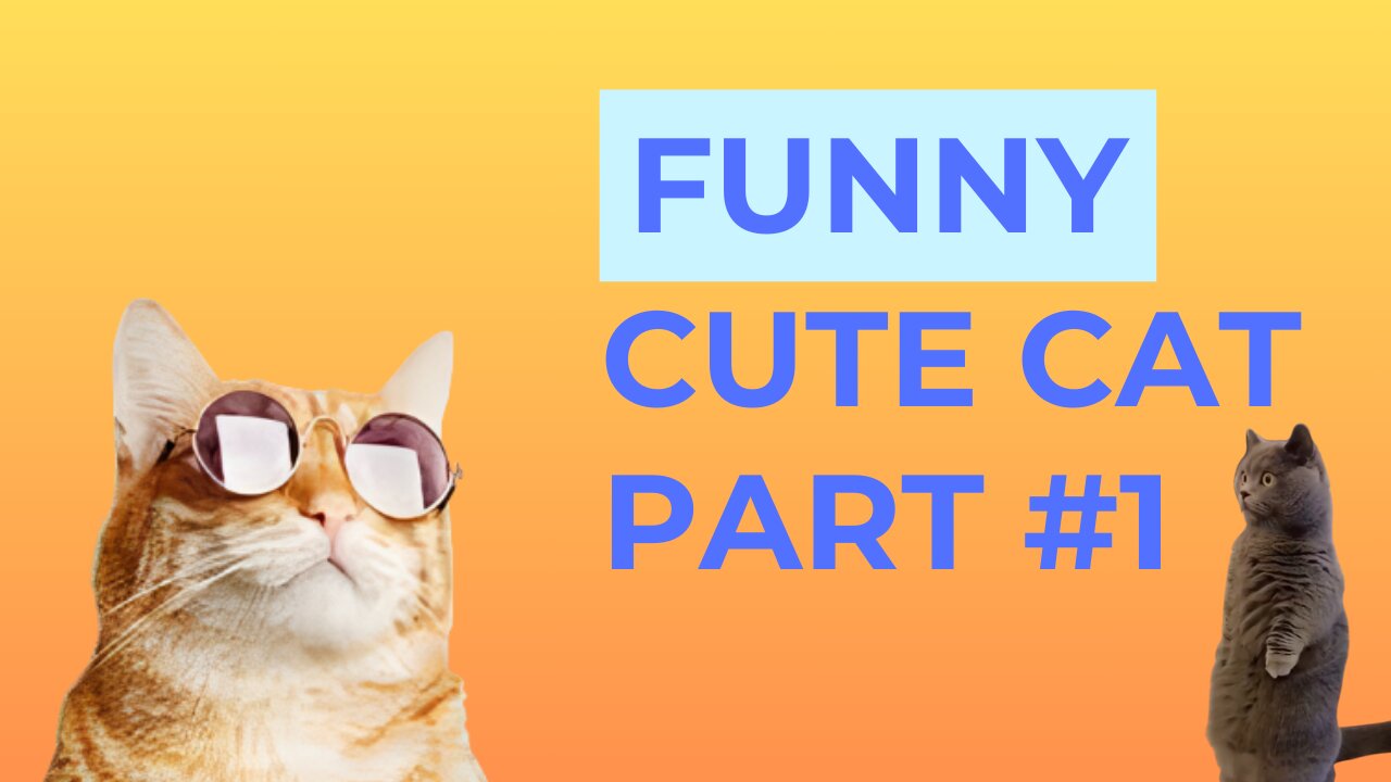 Cute Cats compilation #1