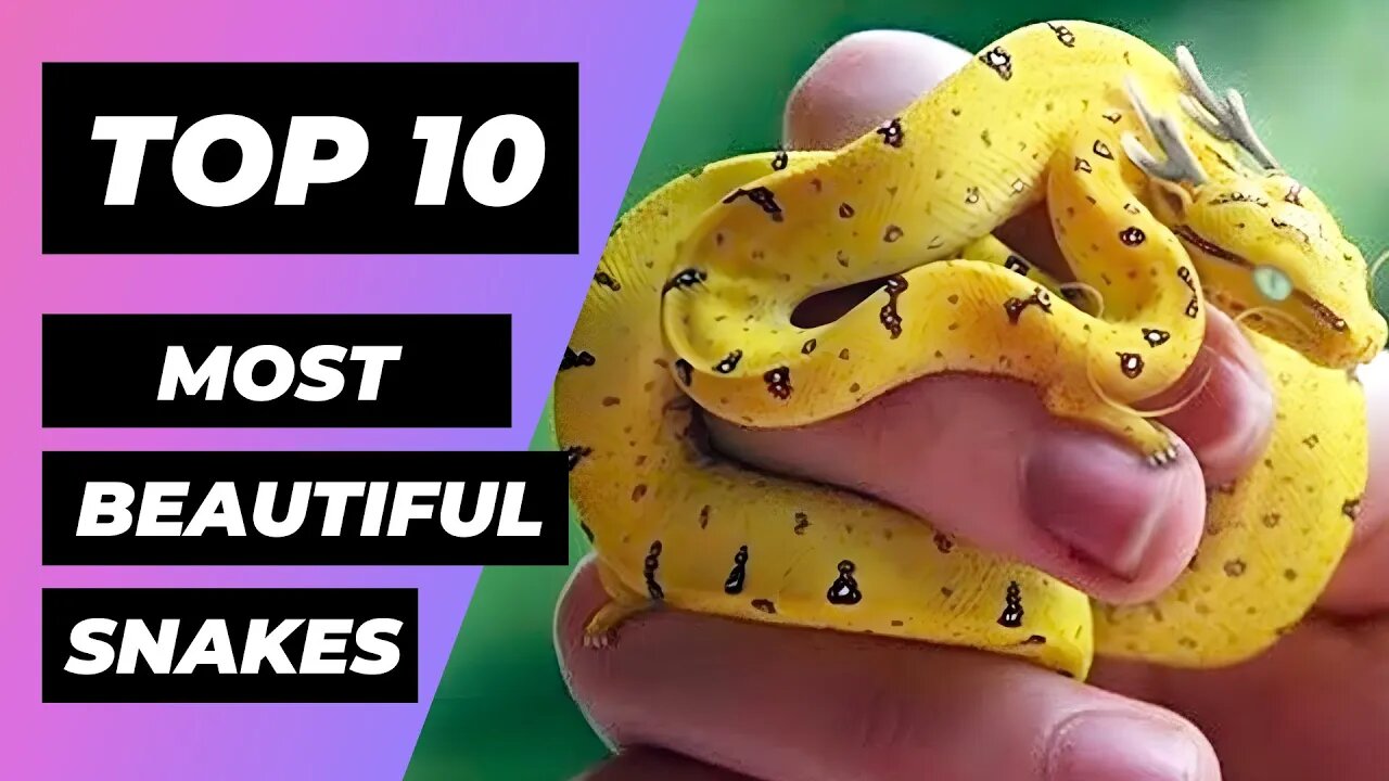 TOP 10 Most BEAUTIFUL SNAKES In The World | 1 Minute Animals