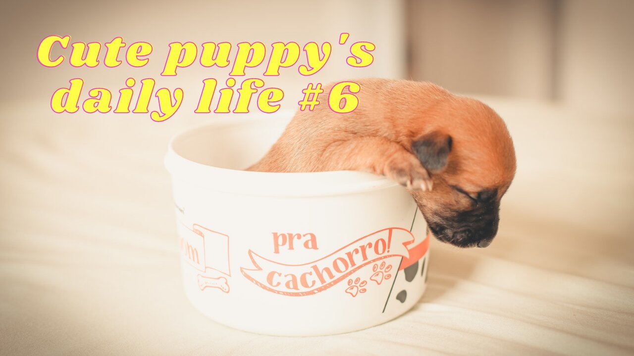 Cute puppy's daily life #6 No Copyright Videos - Footage Of Cute Puppies