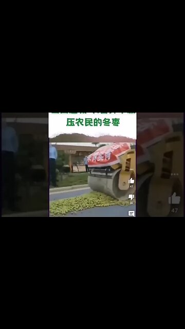 CCP "Nongguan" Destroy Farmer's Winter Jujubes to Punish "Picking Green and Selling Green"