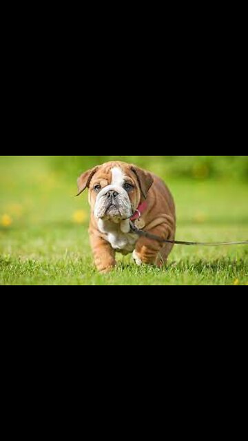 cute dog trying. #short . #funnyviral