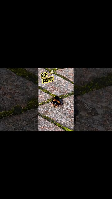 Bee Brave🐝 #nature #naturespirit #bee #bees #bumblebee #survival #survivor #rocky #inspirational