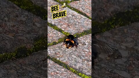 Bee Brave🐝 #nature #naturespirit #bee #bees #bumblebee #survival #survivor #rocky #inspirational