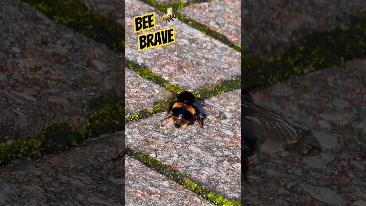 Bee Brave🐝 #nature #naturespirit #bee #bees #bumblebee #survival #survivor #rocky #inspirational