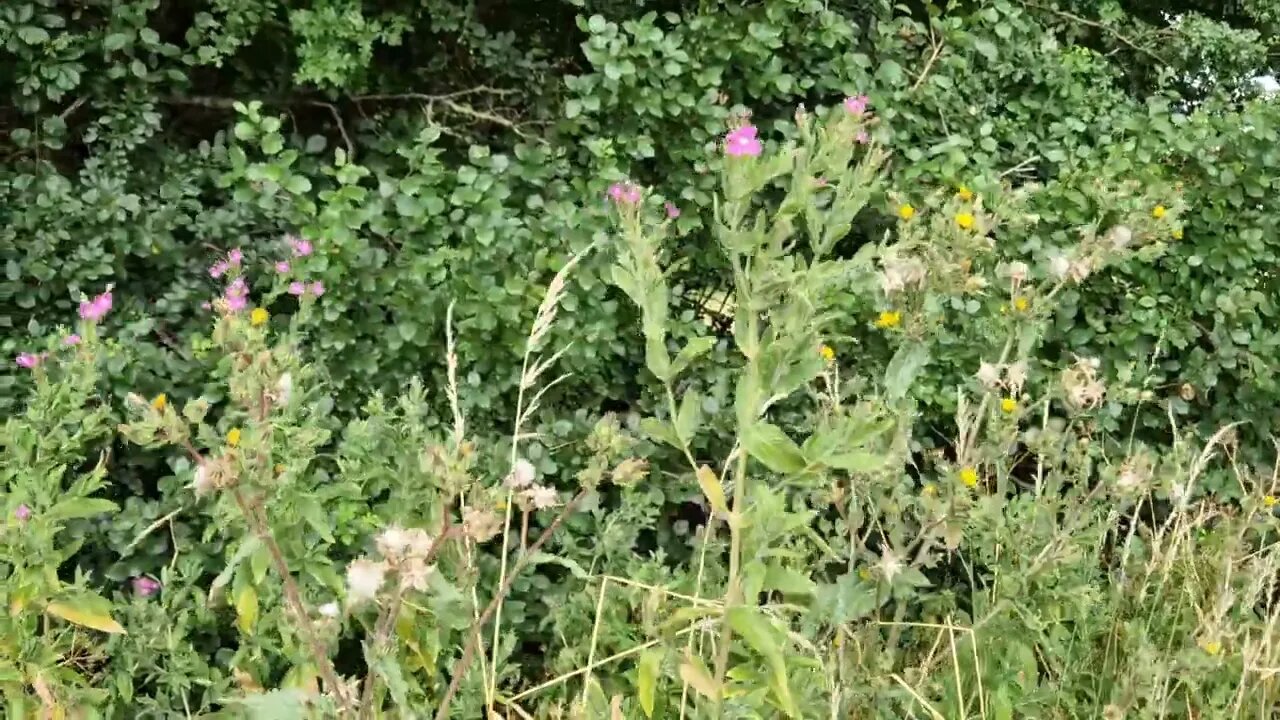 2 minutes of calm relaxation watching wild flowers waving in the breeze & birds singing.