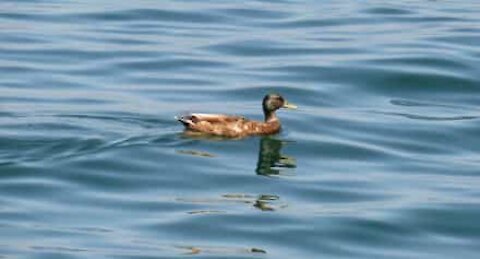 "Pato surfista" é atingido por onda inesperada