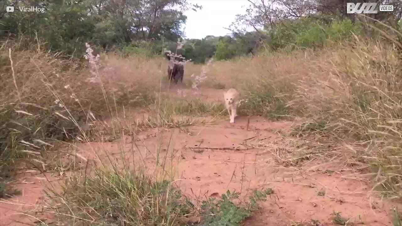 Ce bébé rhinocéros adore la caméra!