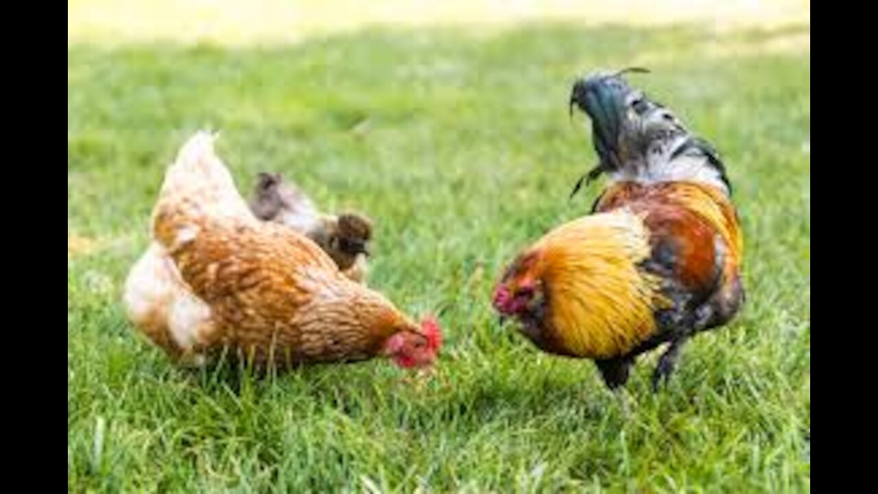 A rooster fed to chickens