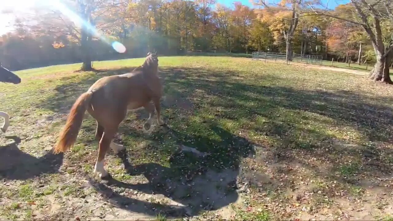 Horse Play