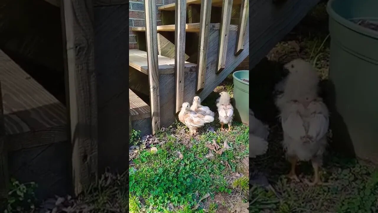 Happy Chicks playing in the backyard