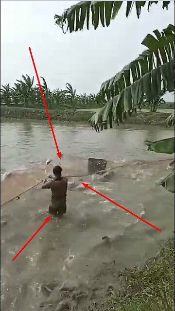 Catching Fish | When We Catch fish from my pond i feel very happy.