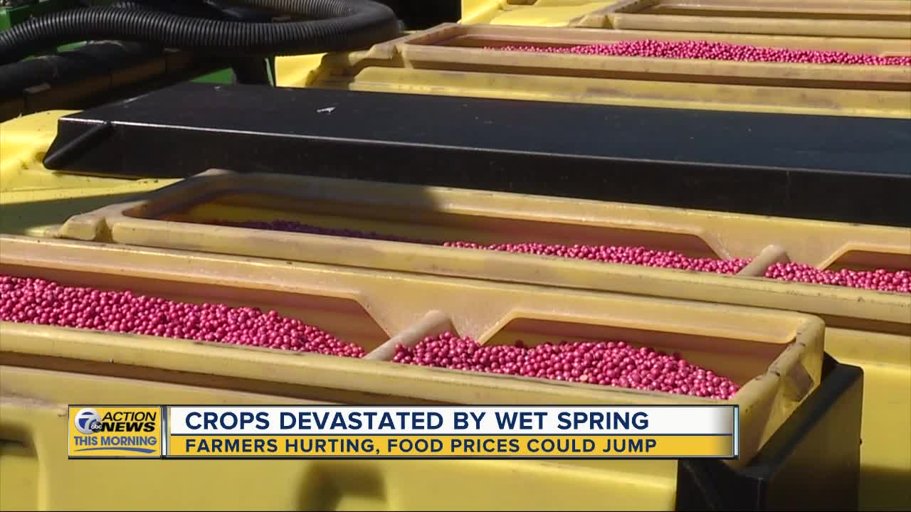 Food prices could jump after crops devastated by wet spring