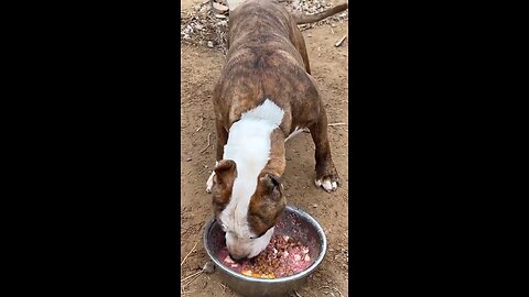 Turkish dogs