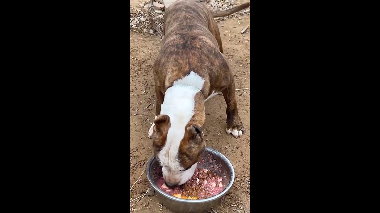 Turkish dogs