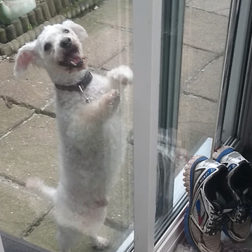 Dogs Hilariously Fail To Pass Into The Living Room
