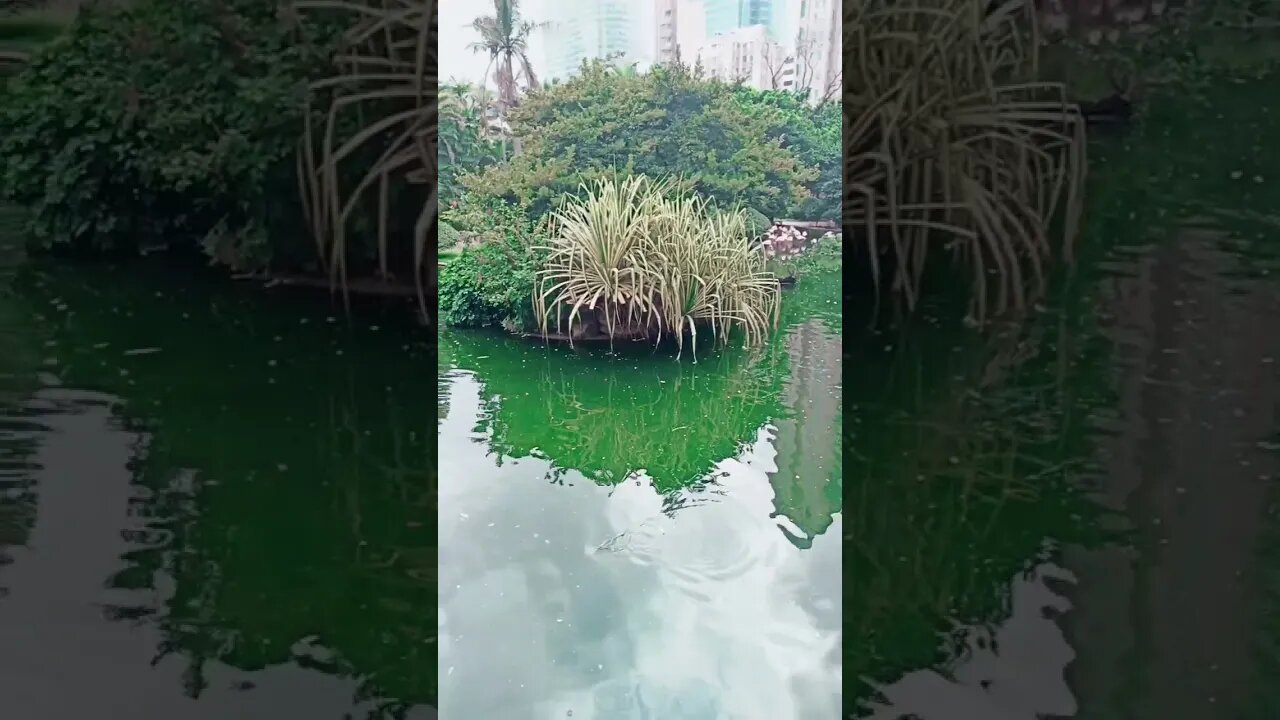 taman kolam ikan air biru di hongkong