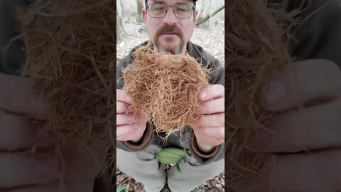 Making fire tinder from cypress bark