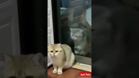 He’s behind you 😹 #shorts #cute #tiktok #funnyanimals