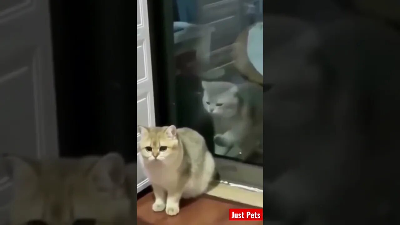 He’s behind you 😹 #shorts #cute #tiktok #funnyanimals