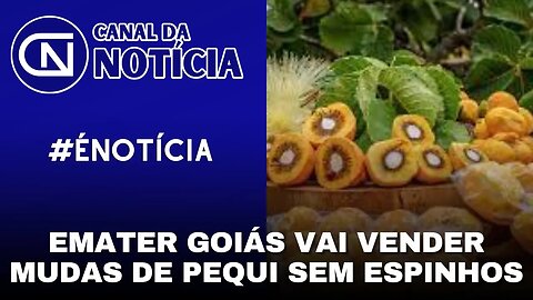 EMATER GOIÁS VAI VENDER MUDAS DE PEQUI SEM ESPINHOS