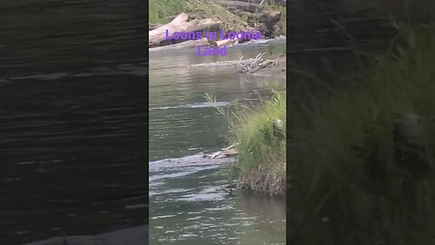 Loons on the elbow river, Calgary Alberta #shorts BurnEye's summer adventures