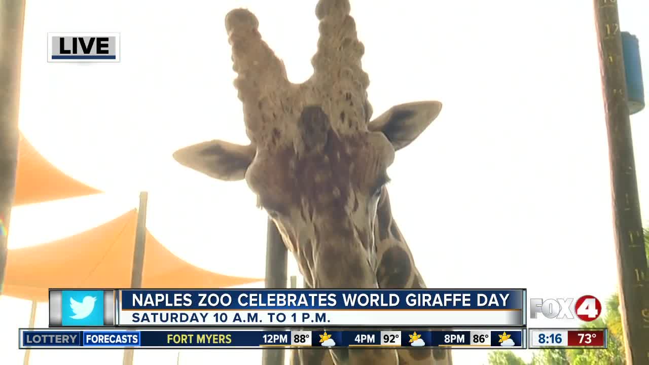 Celebrate World Giraffe Day at the Naples Zoo