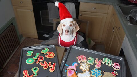 Dog Makes Christmas Cookies- Funny Dog