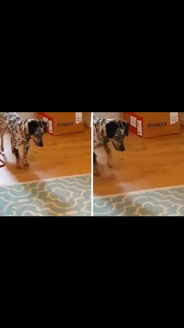 Dog running after the laser and wanting to catch it