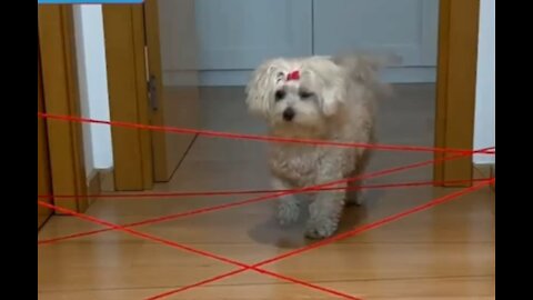 See How Dog Escapes from Trap .Really Funny