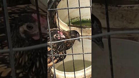 12 March 2023 sebright chicks