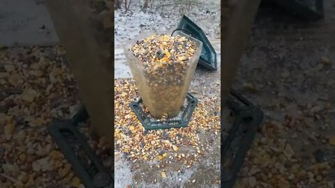 Feeding the Birds 🐦on a Cold Day 🥶