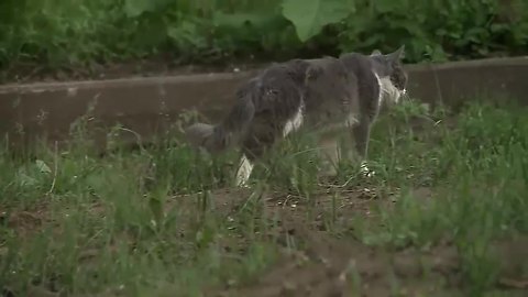 Cat caught on van roof is safe