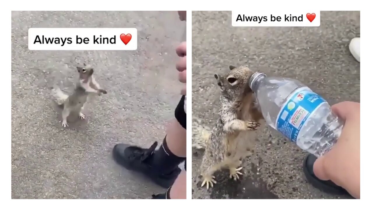 Squirrel asking for water