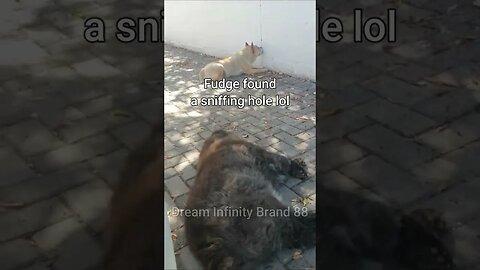 Fudge found a sniffing hole