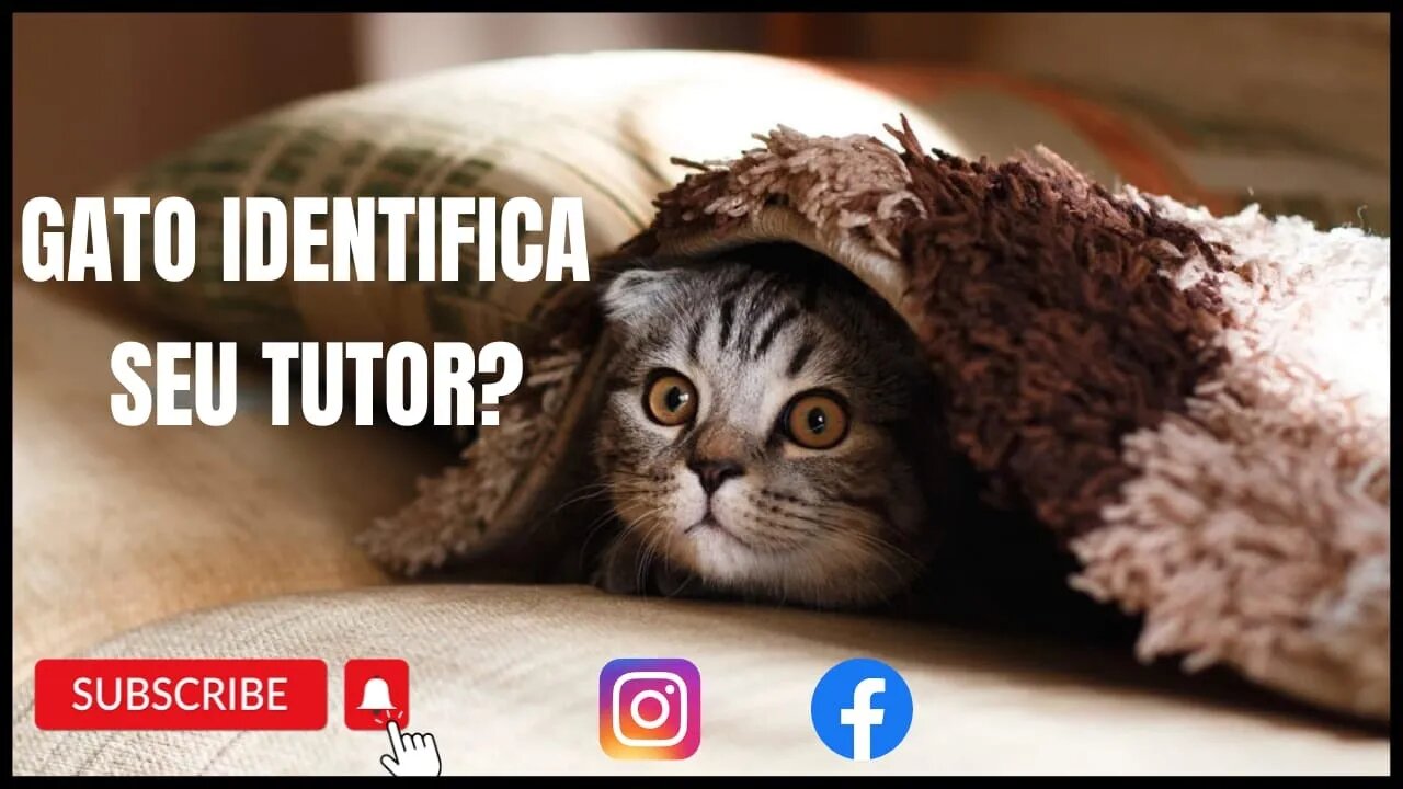 OS GATOS SABEM QUEM E VOCE ? ENTENDA!!!