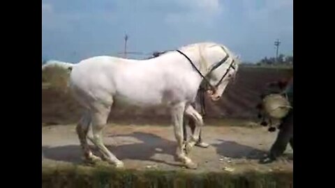 Beautiful and amazing horse dance