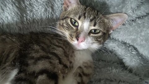 Cute Kitten Cleans His Fur