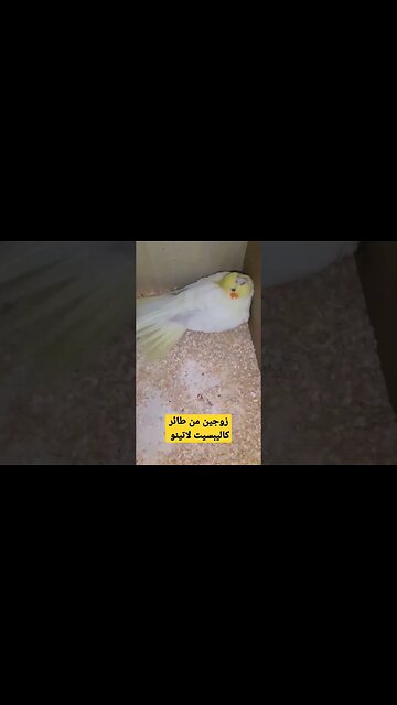 زوجين من طائر كاليبسيت لاتينو عين حمراء