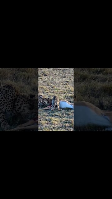 Impala Eaten By Cheetahs #shorts | #ShortsAfrica