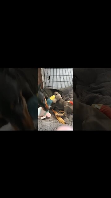 2 Dobermans DESTROY a Duck! 🤣🐕❤️ #dobermanpinscher #dobermanlove #doberman #dobermanplanet #dobies