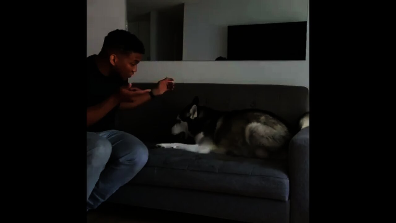 Do you also play with your Husky | #Shorts #animal #Husky