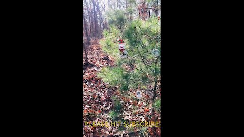 Someone Decorated Trees in the Woods