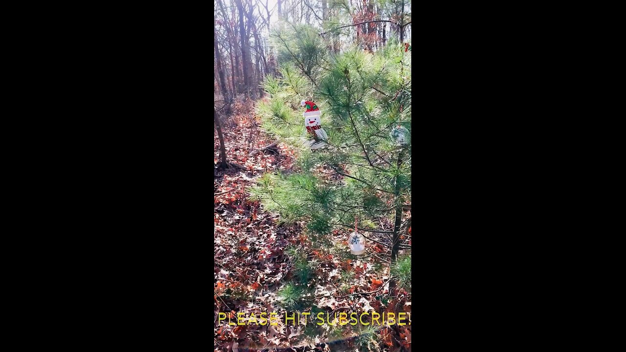 Someone Decorated Trees in the Woods