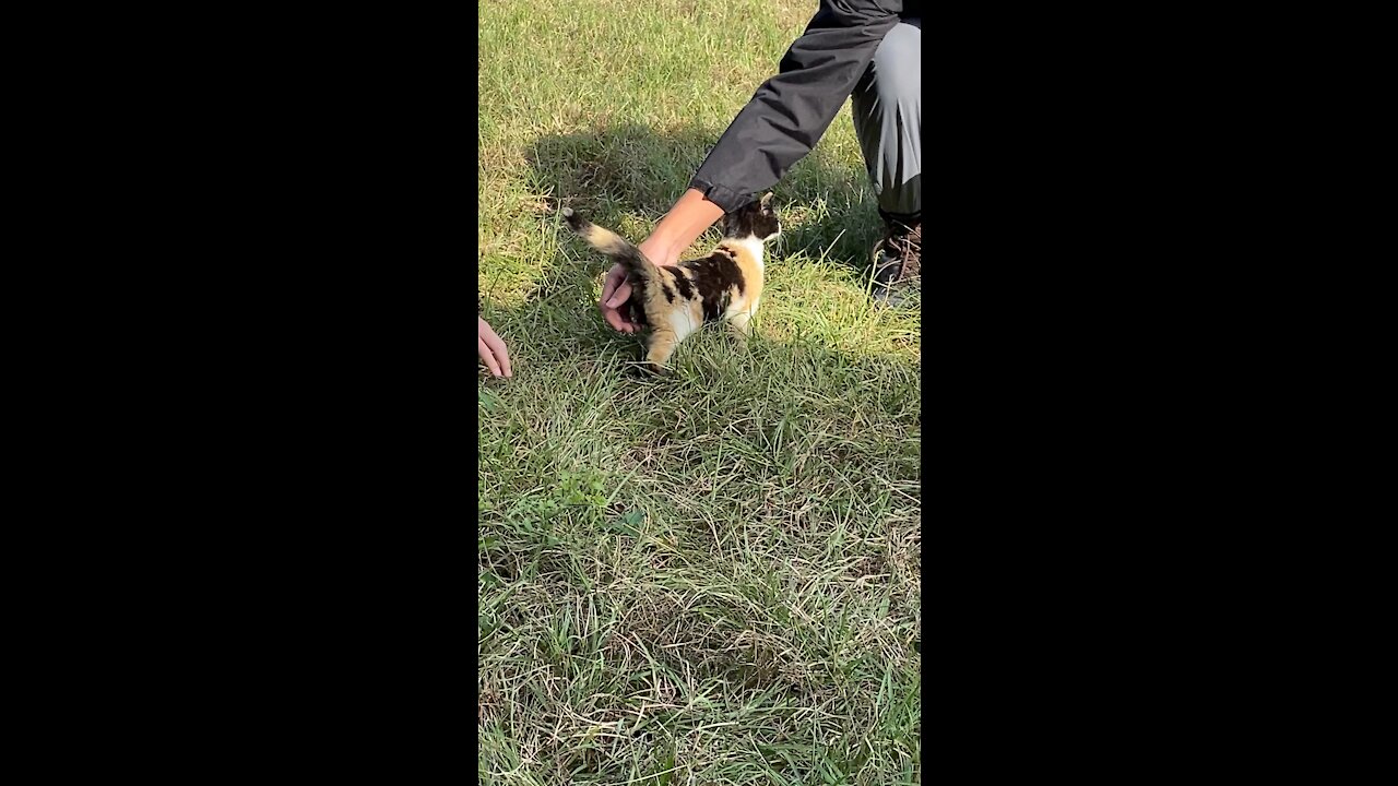 A strayed kitty cat received heartfelt welcome