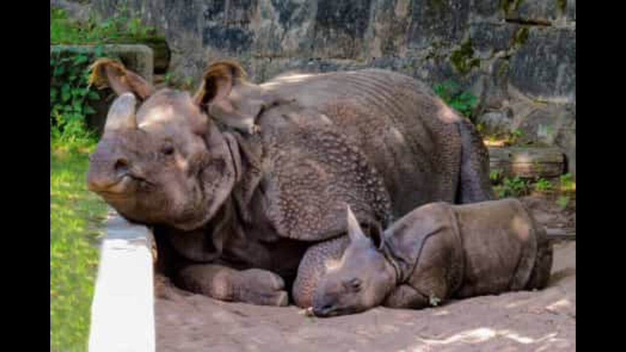 Rhino, the huge plant-eater that loves to play