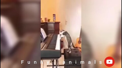 funny animal